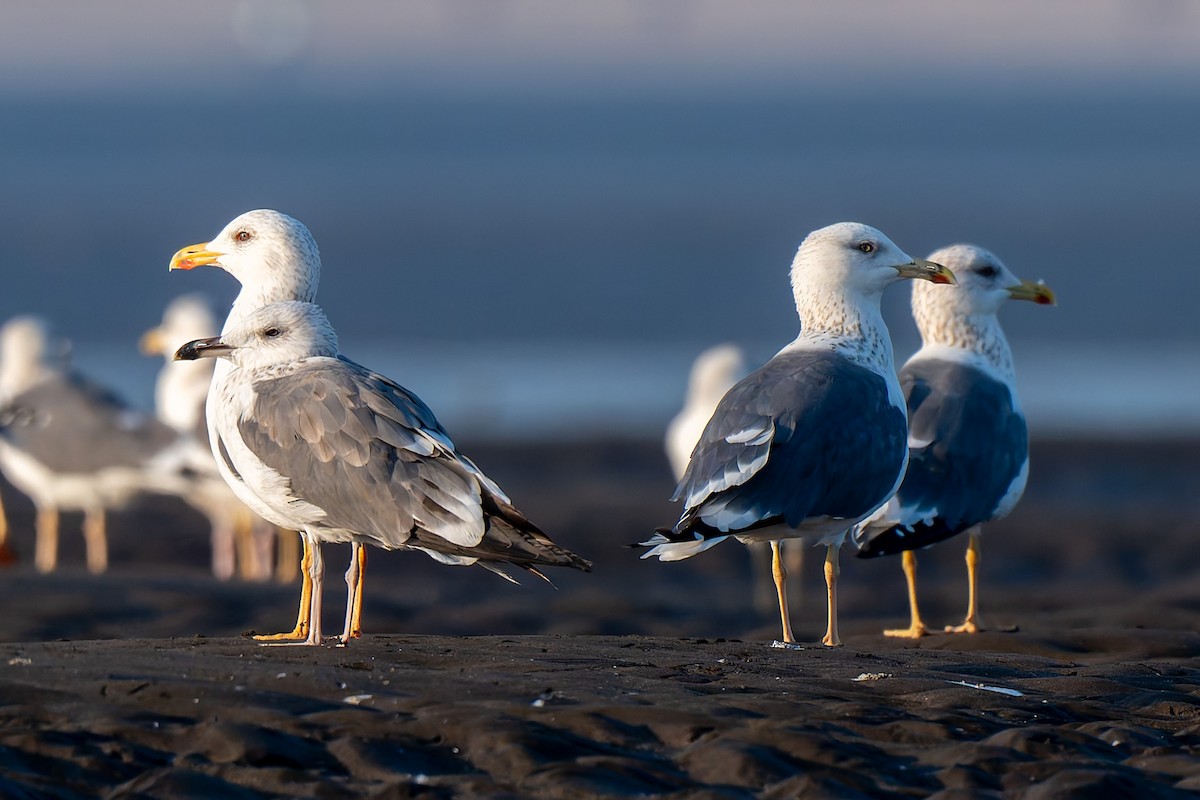 Lesser Black-backed Gull (Heuglin's) - ML638623895