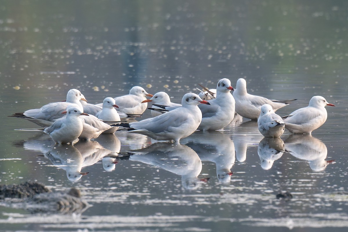Slender-billed Gull - ML638623941