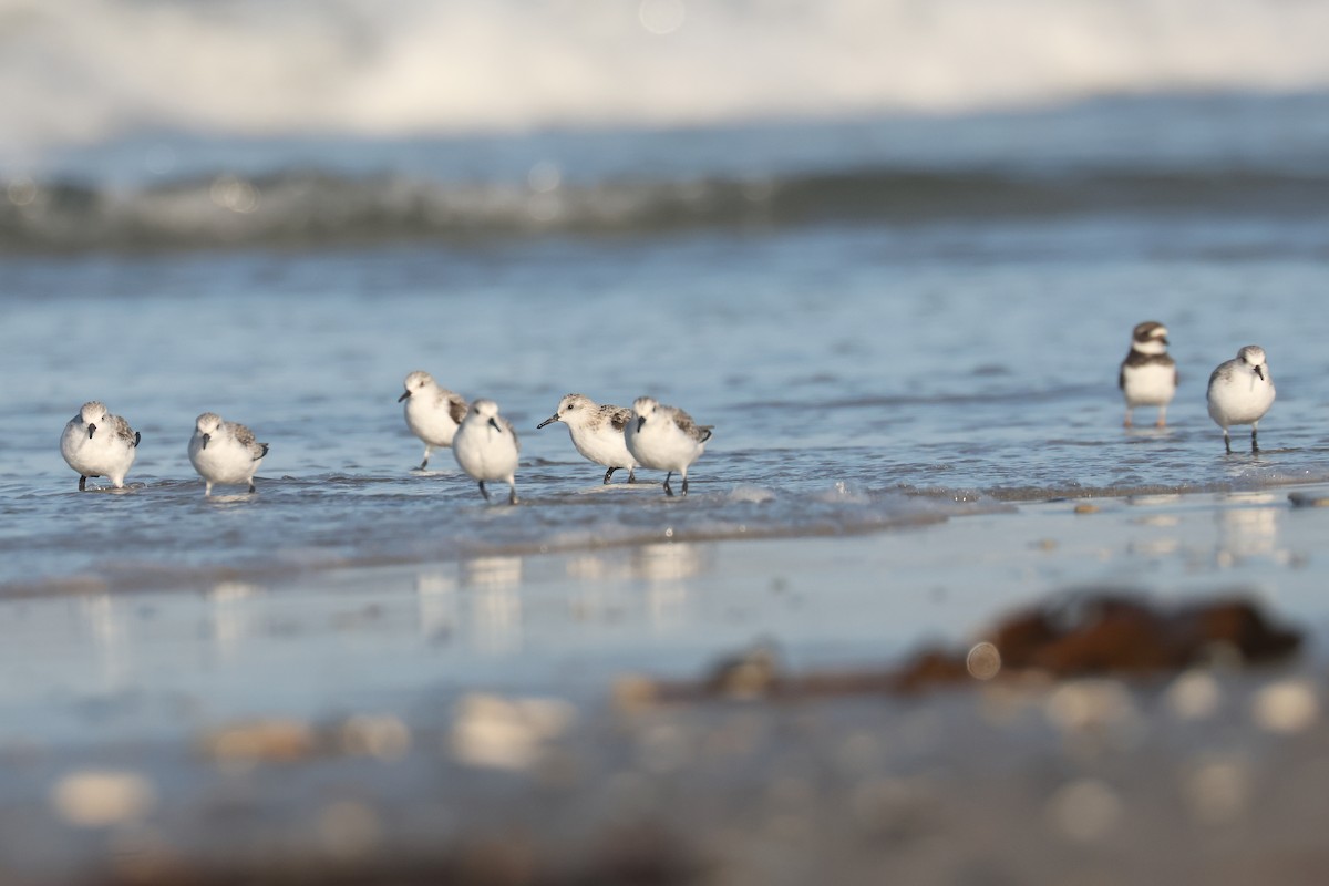 Sanderling - ML638623966
