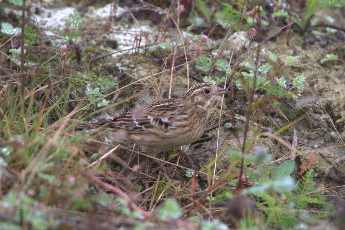 Smith's Longspur - ML638623986