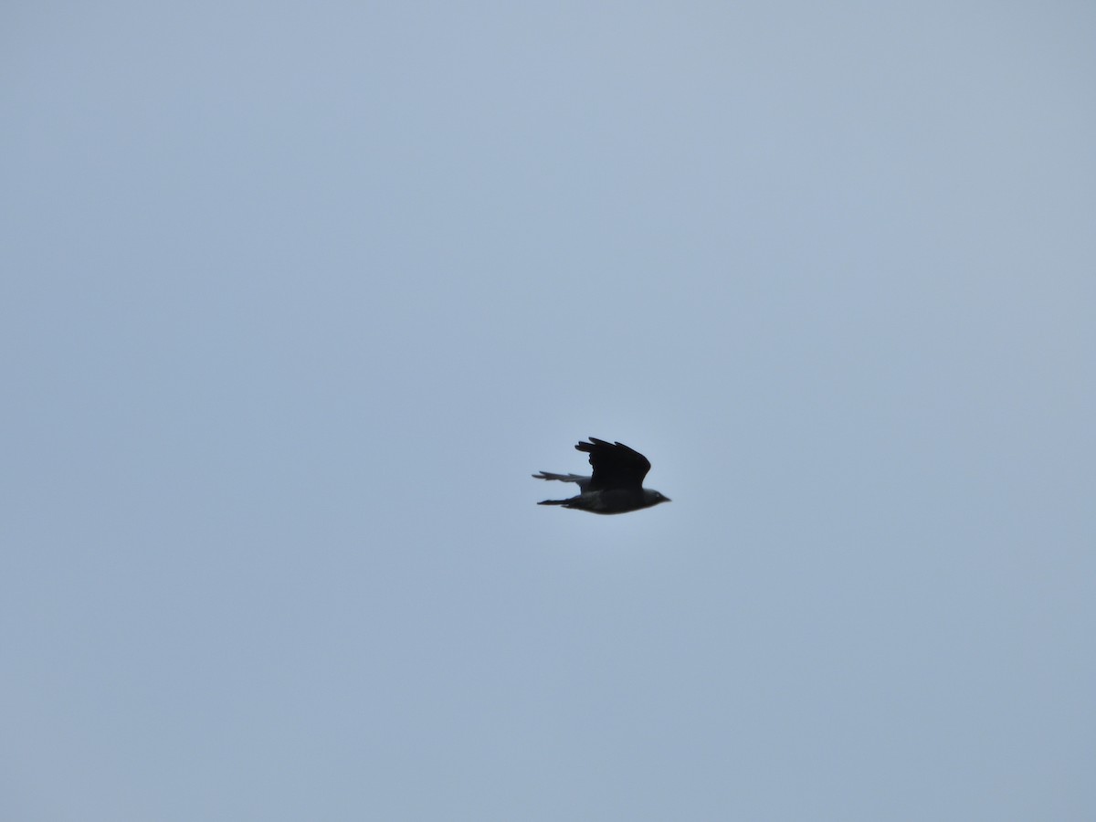 Eurasian Jackdaw - ML638623990