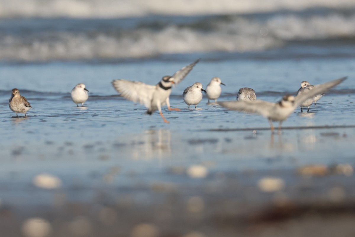 Sanderling - ML638624002