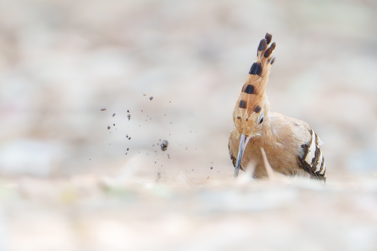 Eurasian Hoopoe - ML638624019