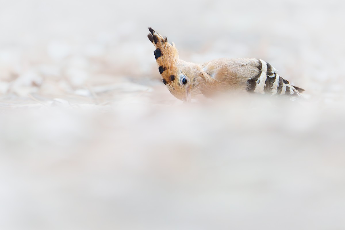 Eurasian Hoopoe - ML638624020