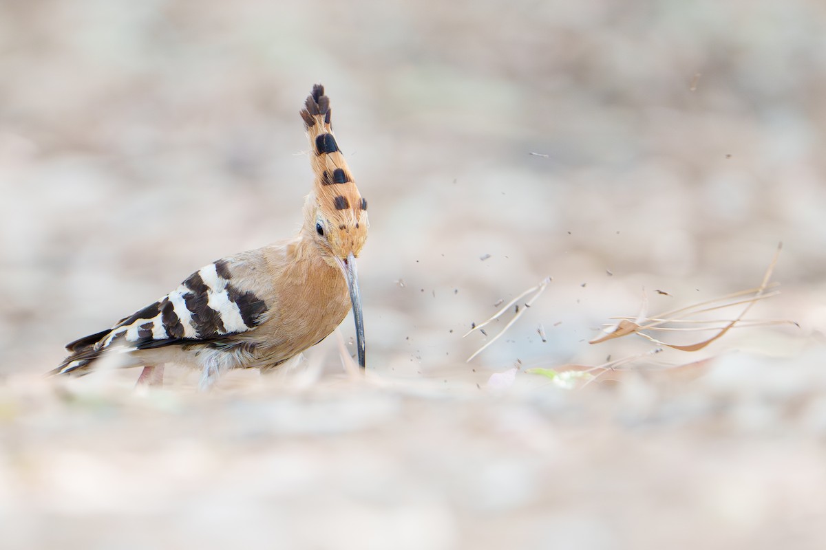 Eurasian Hoopoe - ML638624021