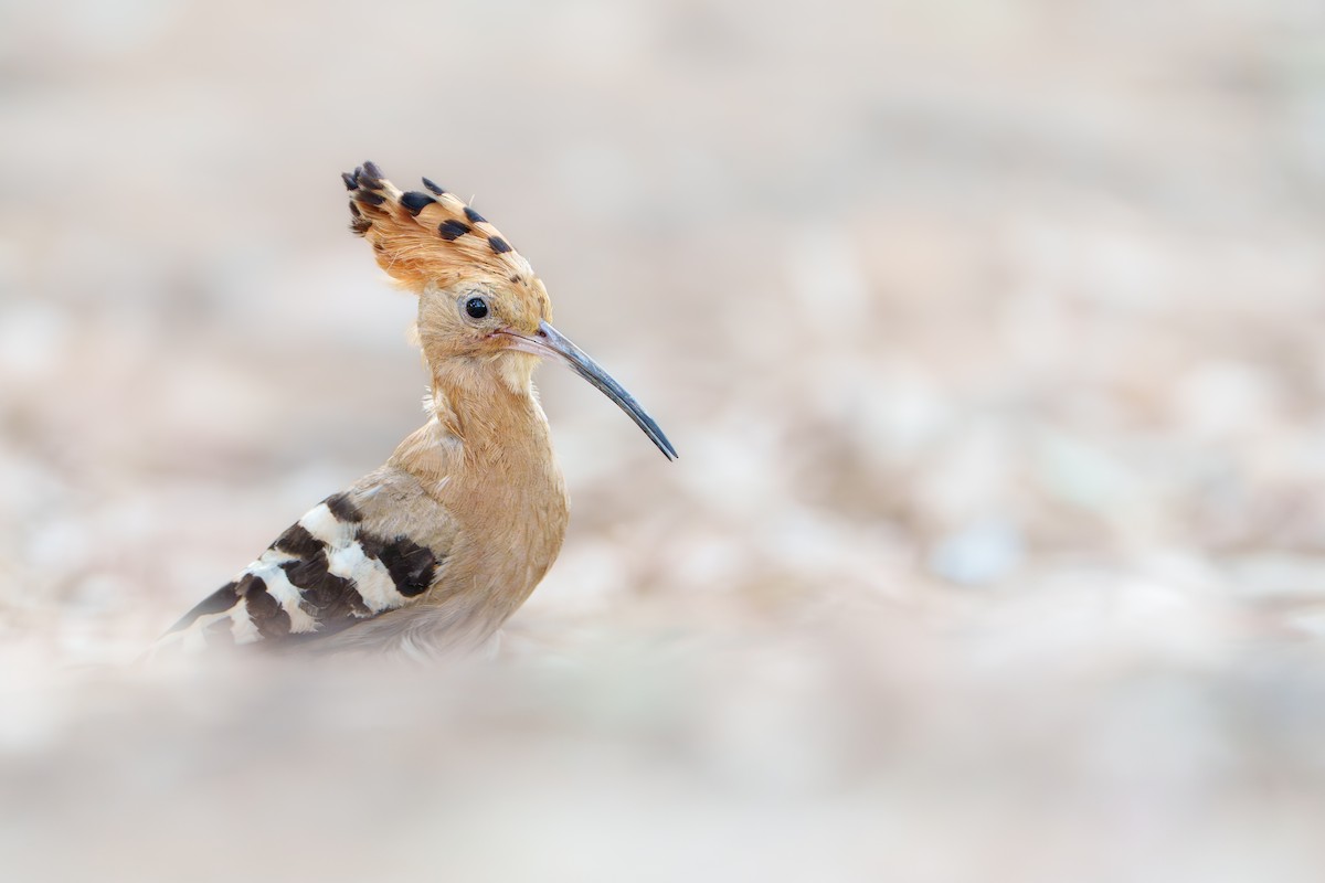 Eurasian Hoopoe - ML638624022