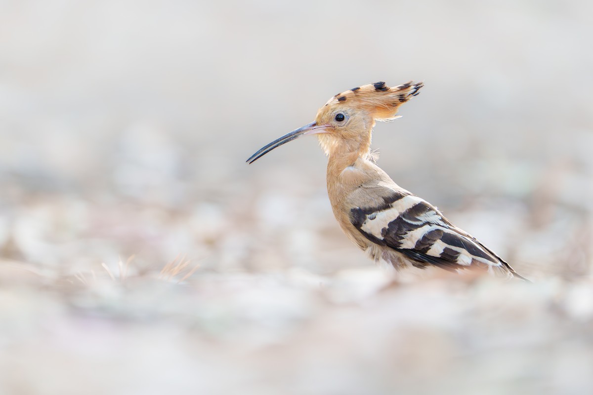 Eurasian Hoopoe - ML638624023