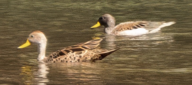 Yellow-billed Pintail - ML638624024