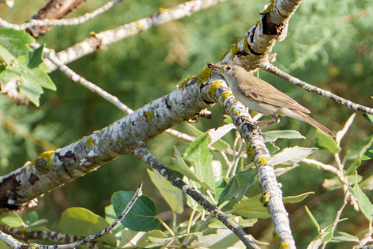 Western Olivaceous Warbler - ML638624026