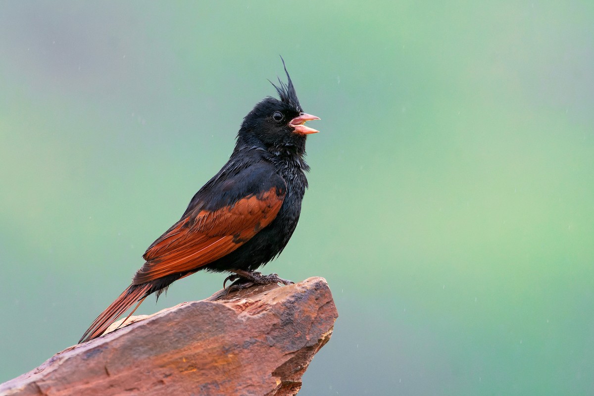 Crested Bunting - ML638624158