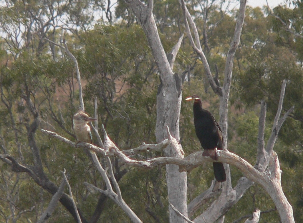 Australasian Darter - ML63862421