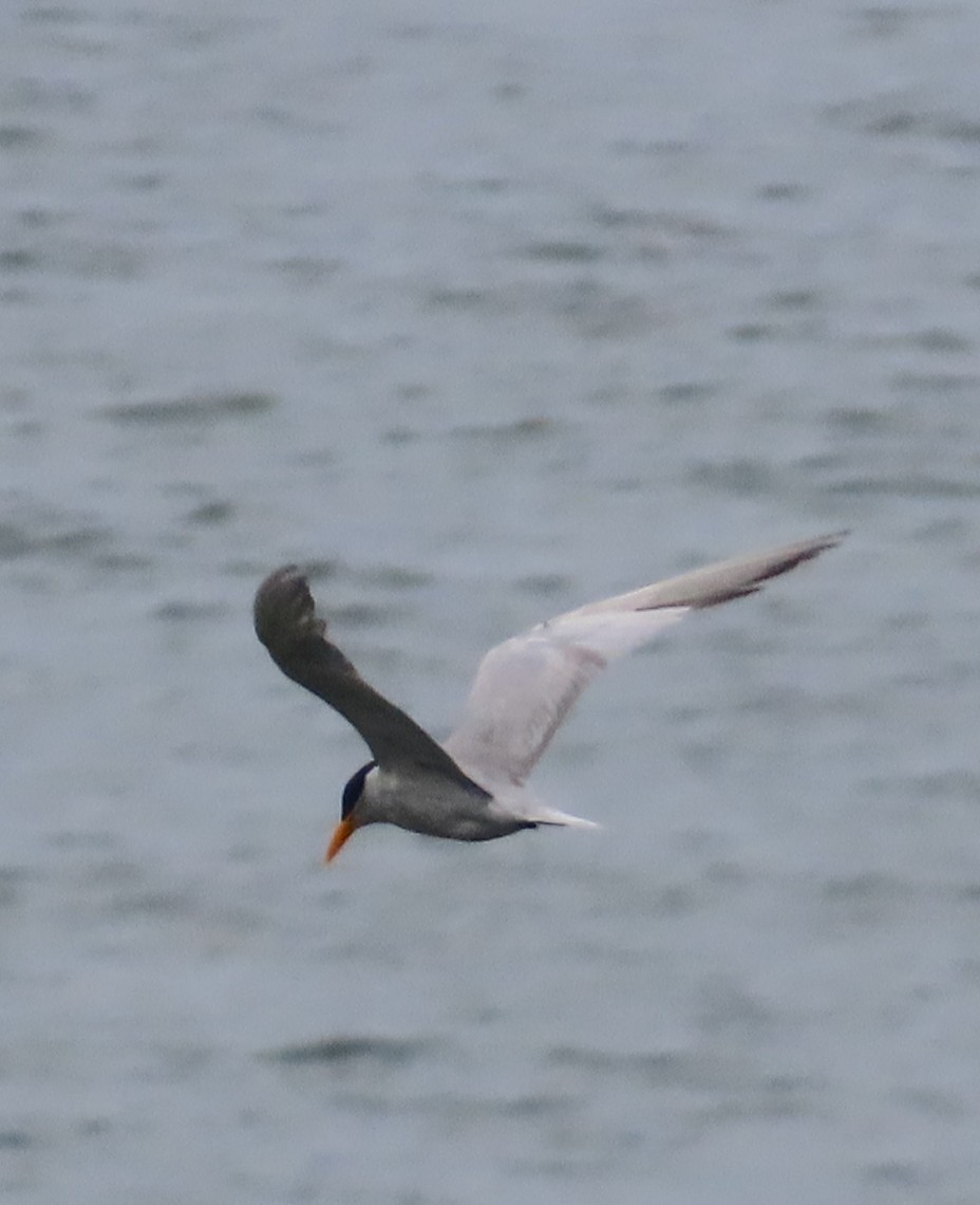 River Tern - ML638624273