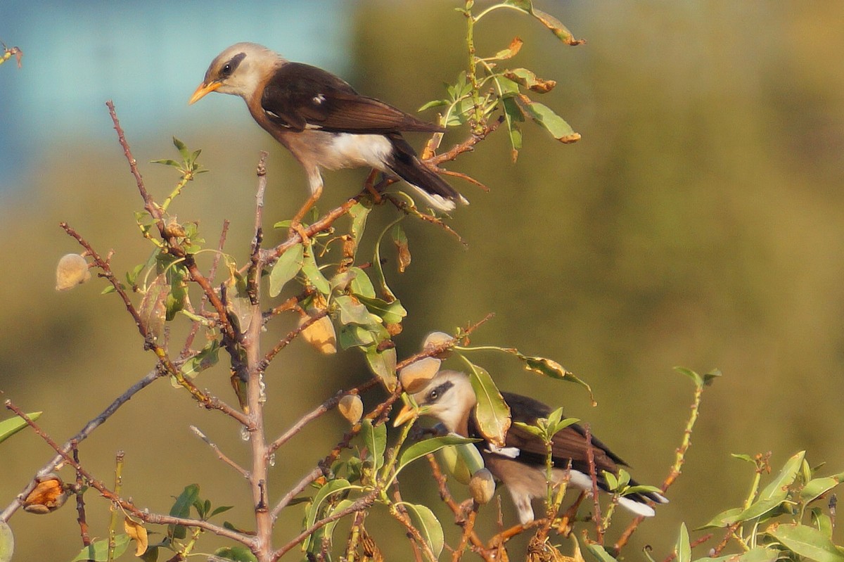 Vinous-breasted Myna - ML638624274