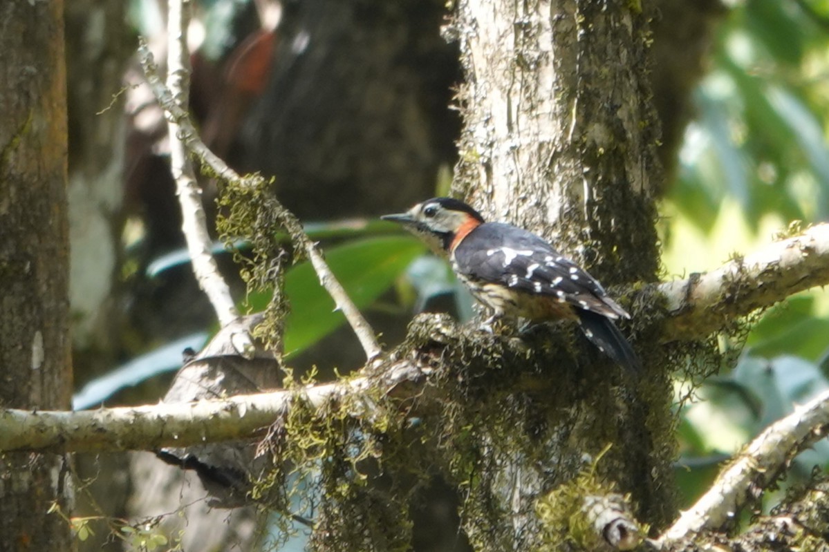 Crimson-naped Woodpecker - ML638624313