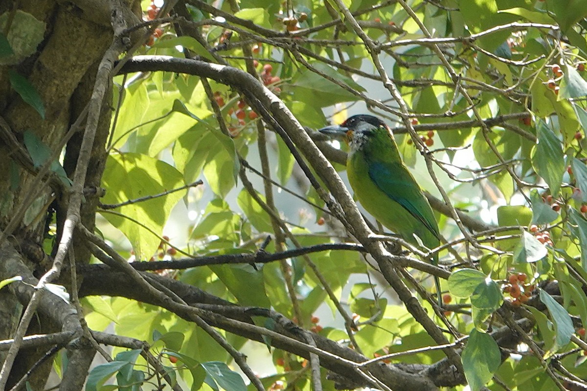 Altın Gıdılı Barbet - ML638624325