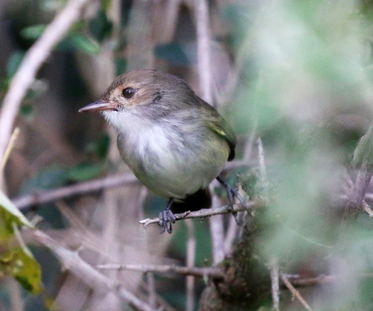 Fulvous-crowned Scrub-Tyrant - ML638624337