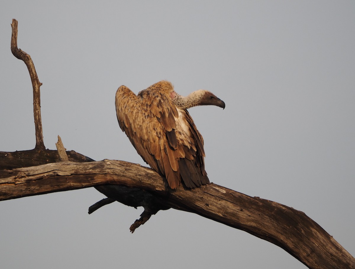 White-backed Vulture - ML638624362