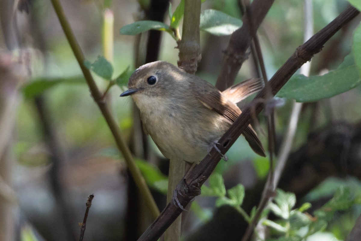 Slaty-blue Flycatcher - ML638624414