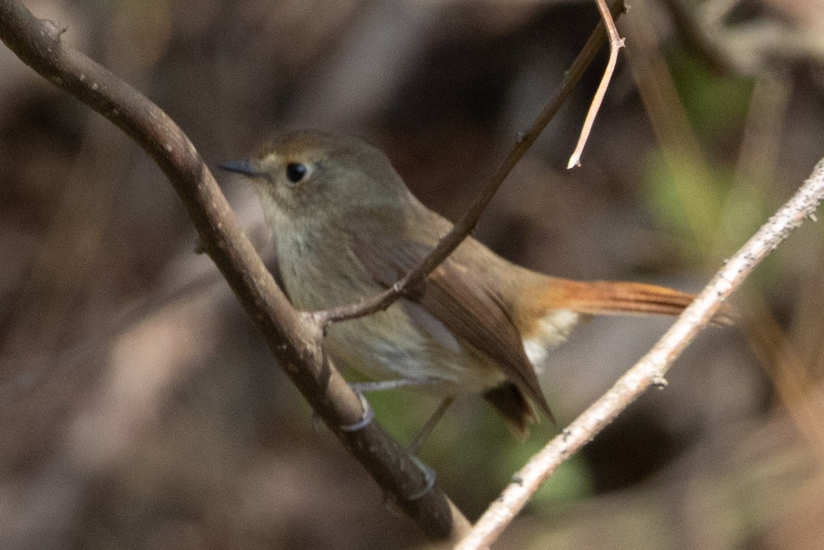 Slaty-blue Flycatcher - ML638624415