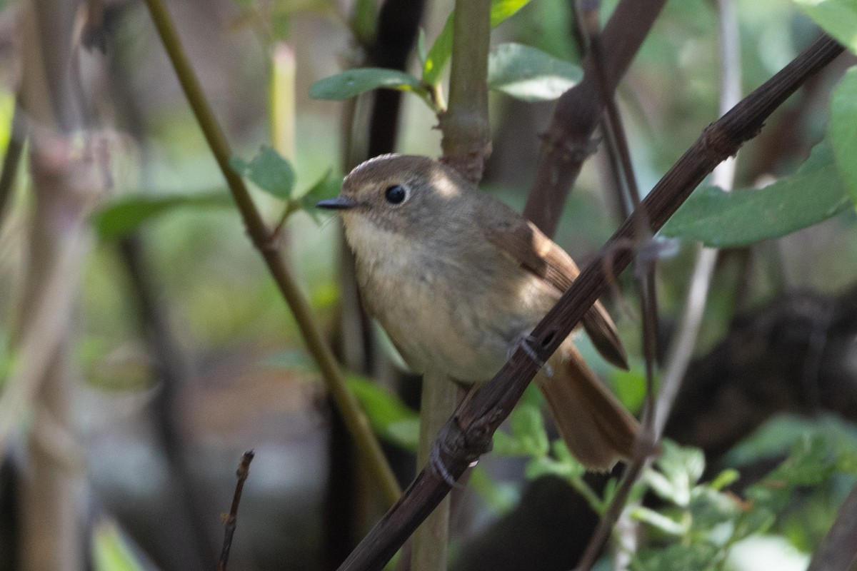 Slaty-blue Flycatcher - ML638624416