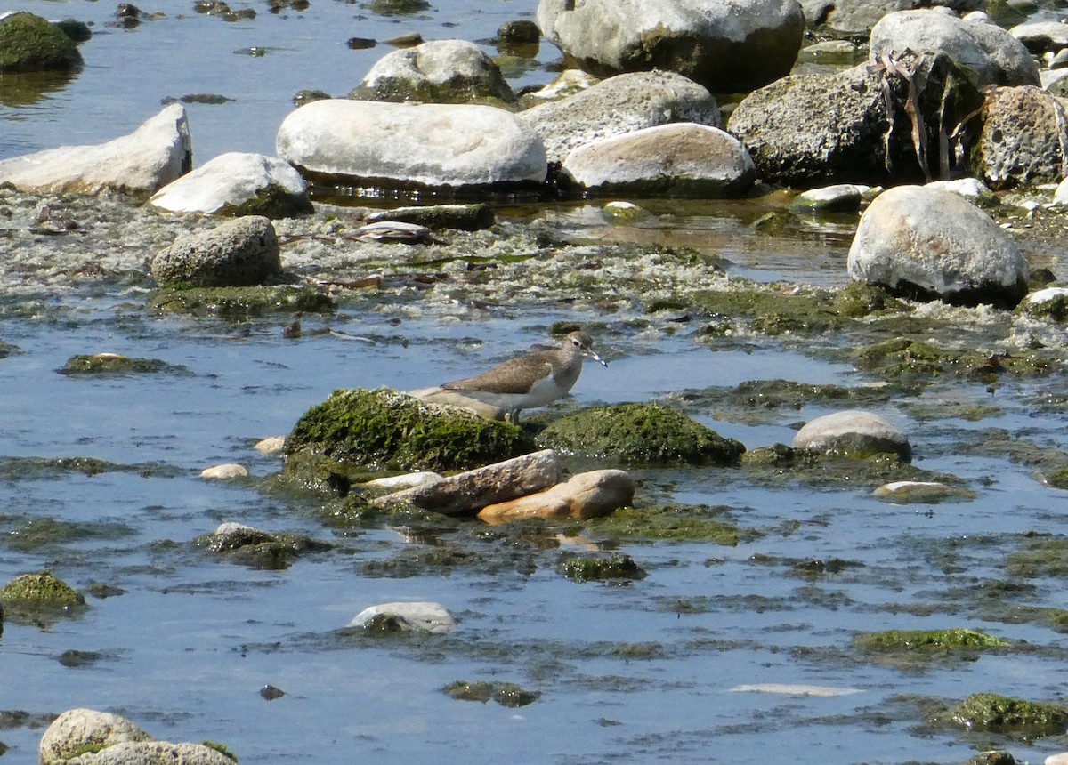 pisík obecný - ML638624435