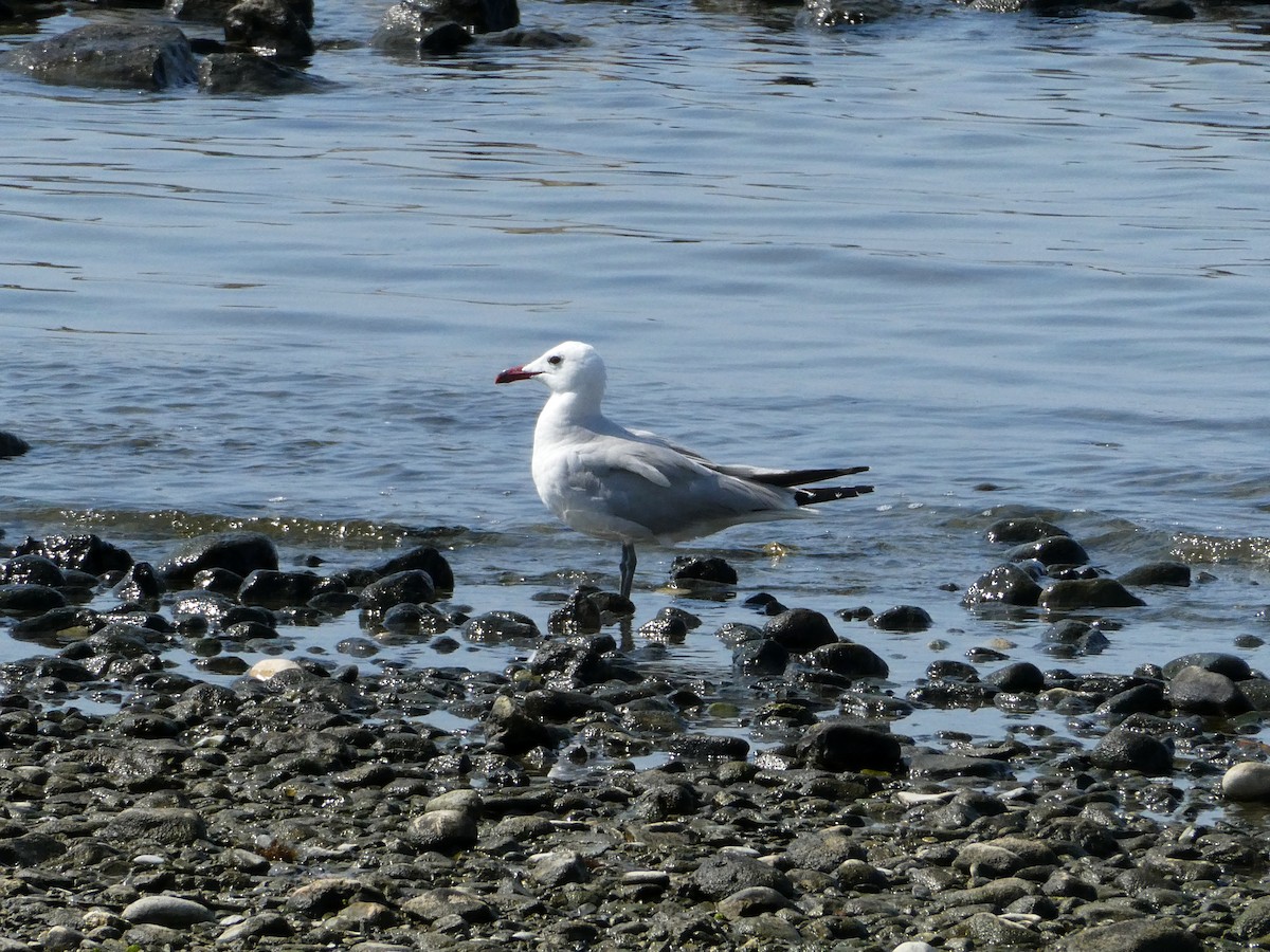 racek zelenonohý - ML638624437