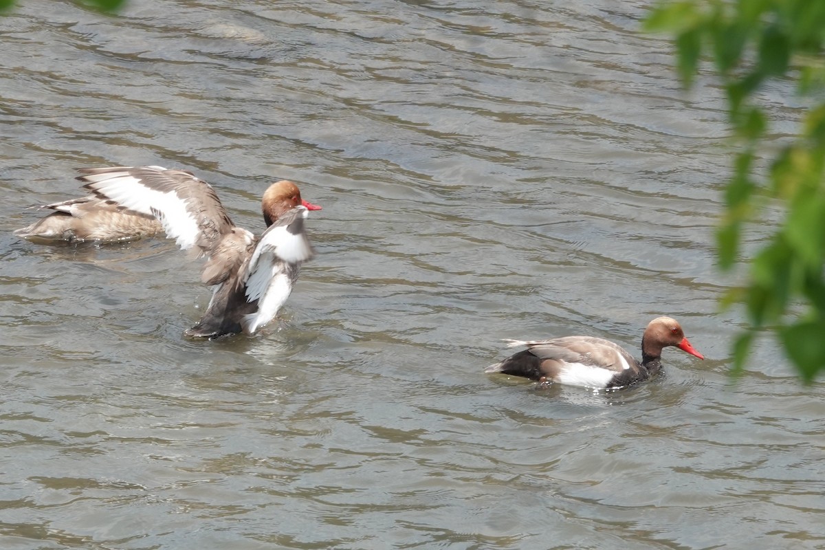 Red-crested Pochard - ML638624438