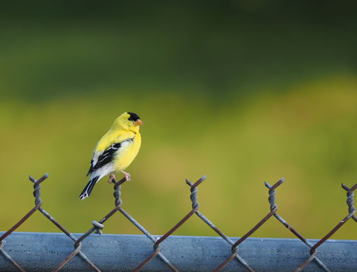 American Goldfinch - ML638624450