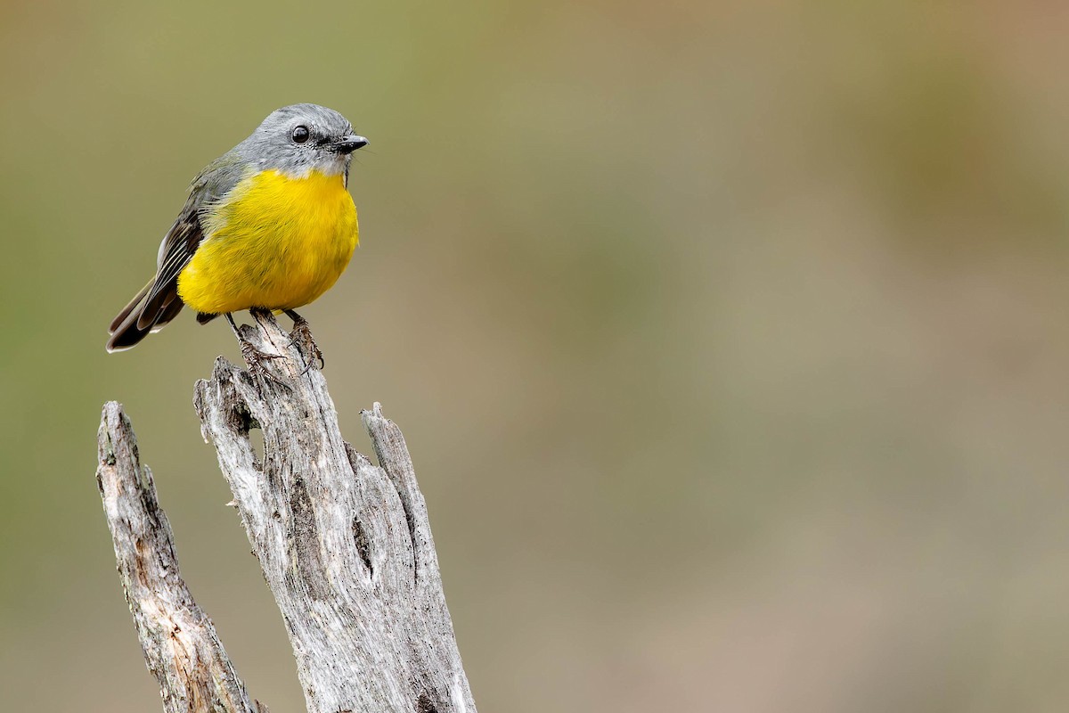 Eastern Yellow Robin - ML638624452