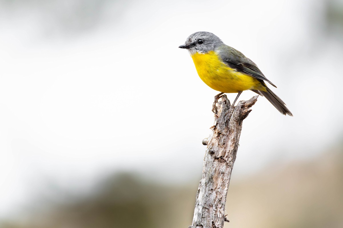 Eastern Yellow Robin - ML638624453