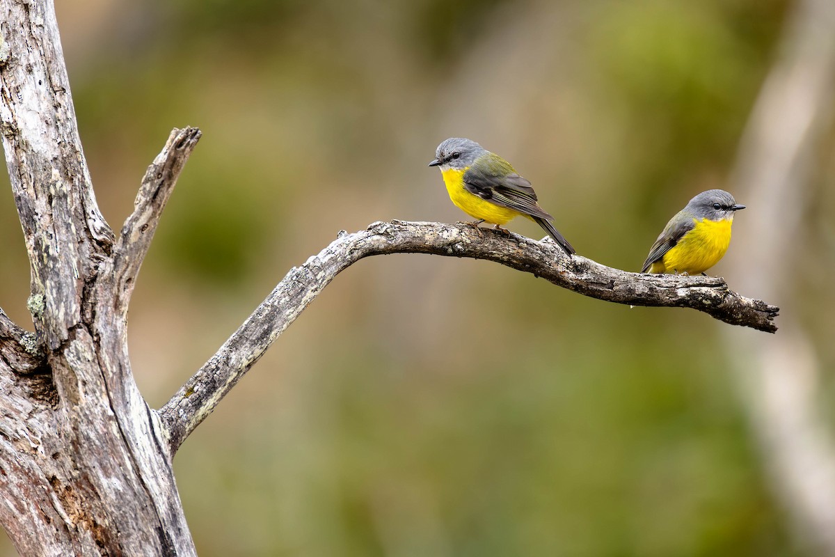 Eastern Yellow Robin - ML638624454