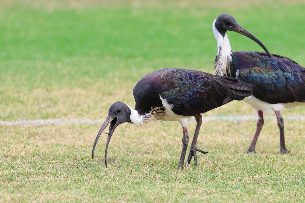 Straw-necked Ibis - ML638624481