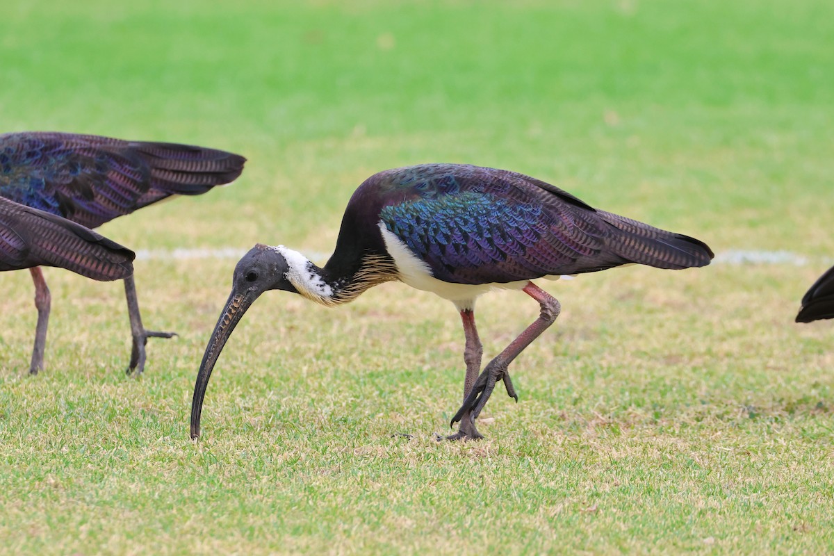 Straw-necked Ibis - ML638624483