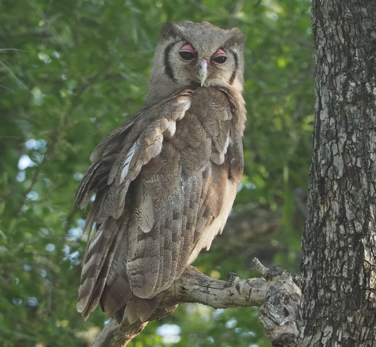 Verreaux's Eagle-Owl - ML638624487