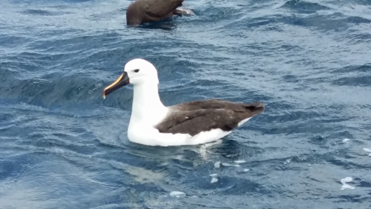 Indian Yellow-nosed Albatross - ML638624501