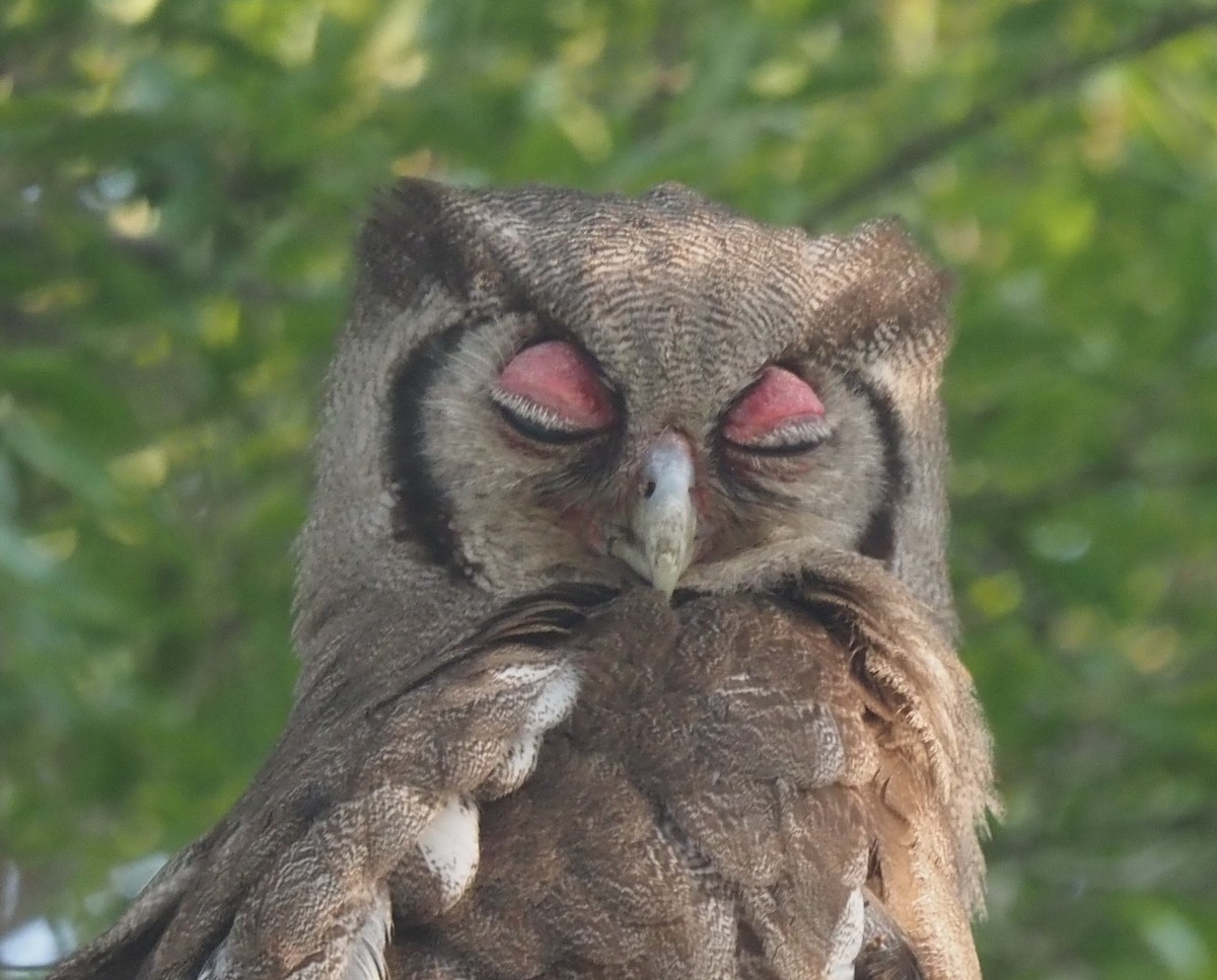 Verreaux's Eagle-Owl - ML638624532