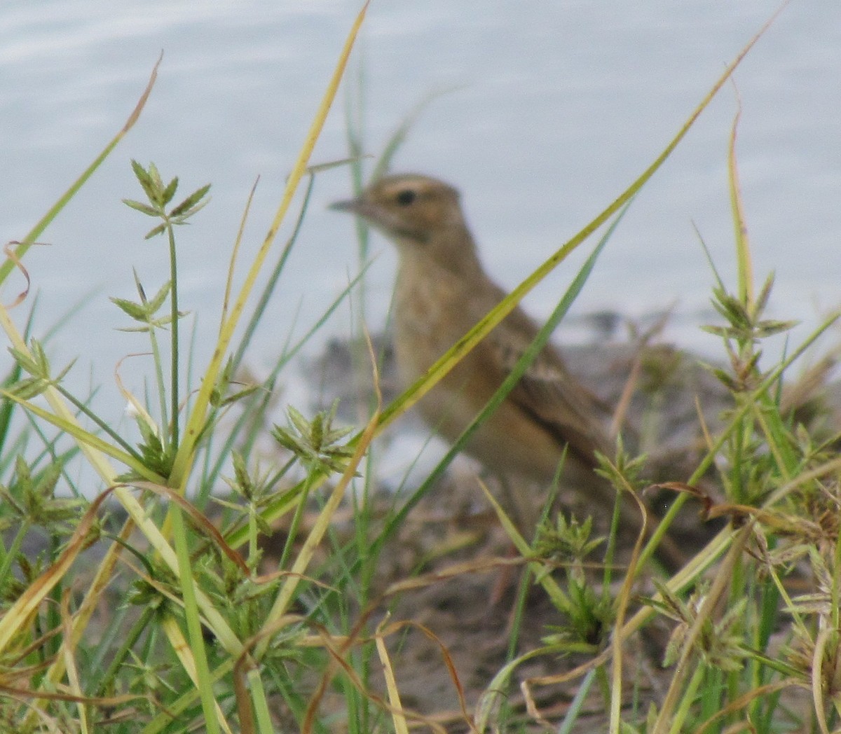 African Pipit - ML638624572