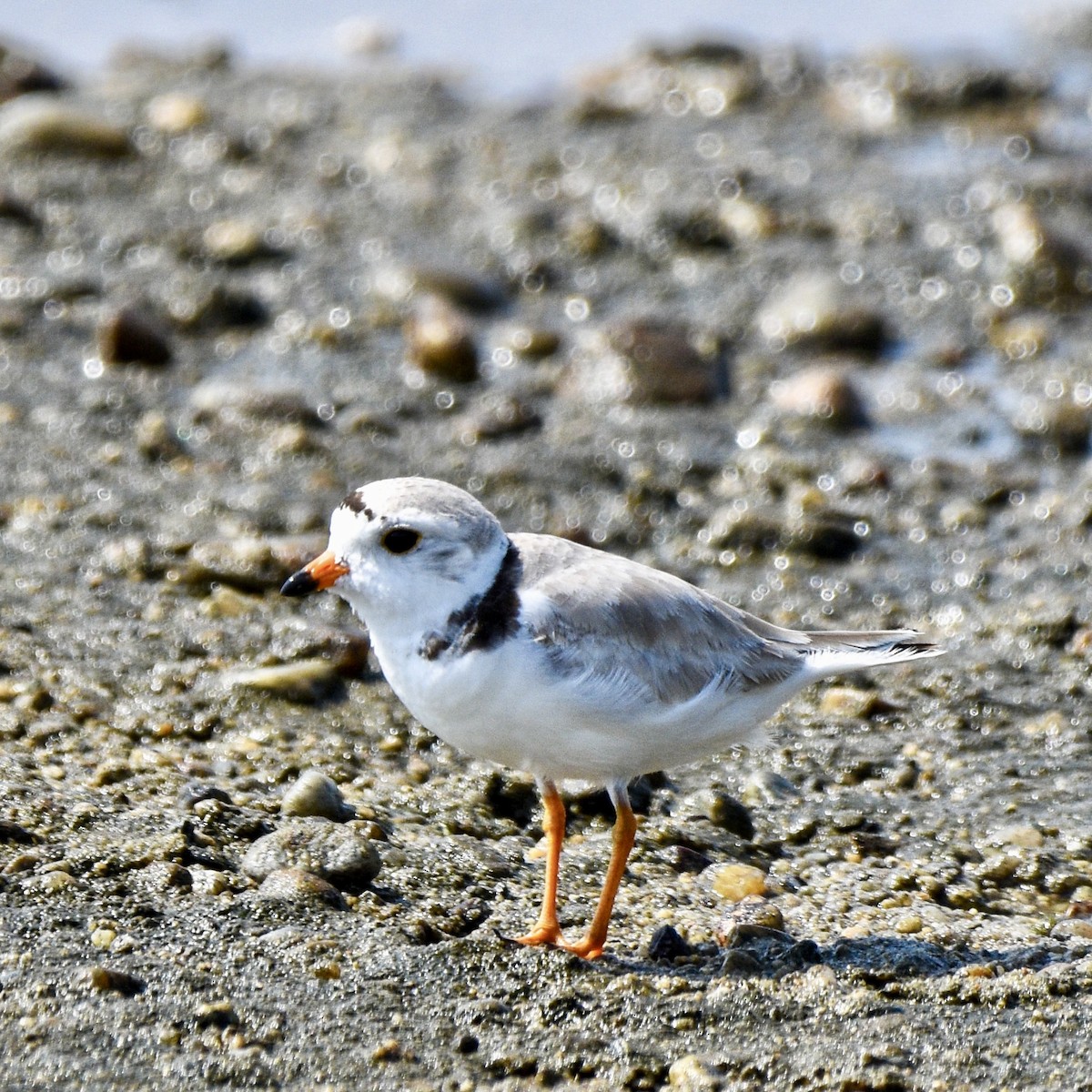 Piping Plover - ML638624588