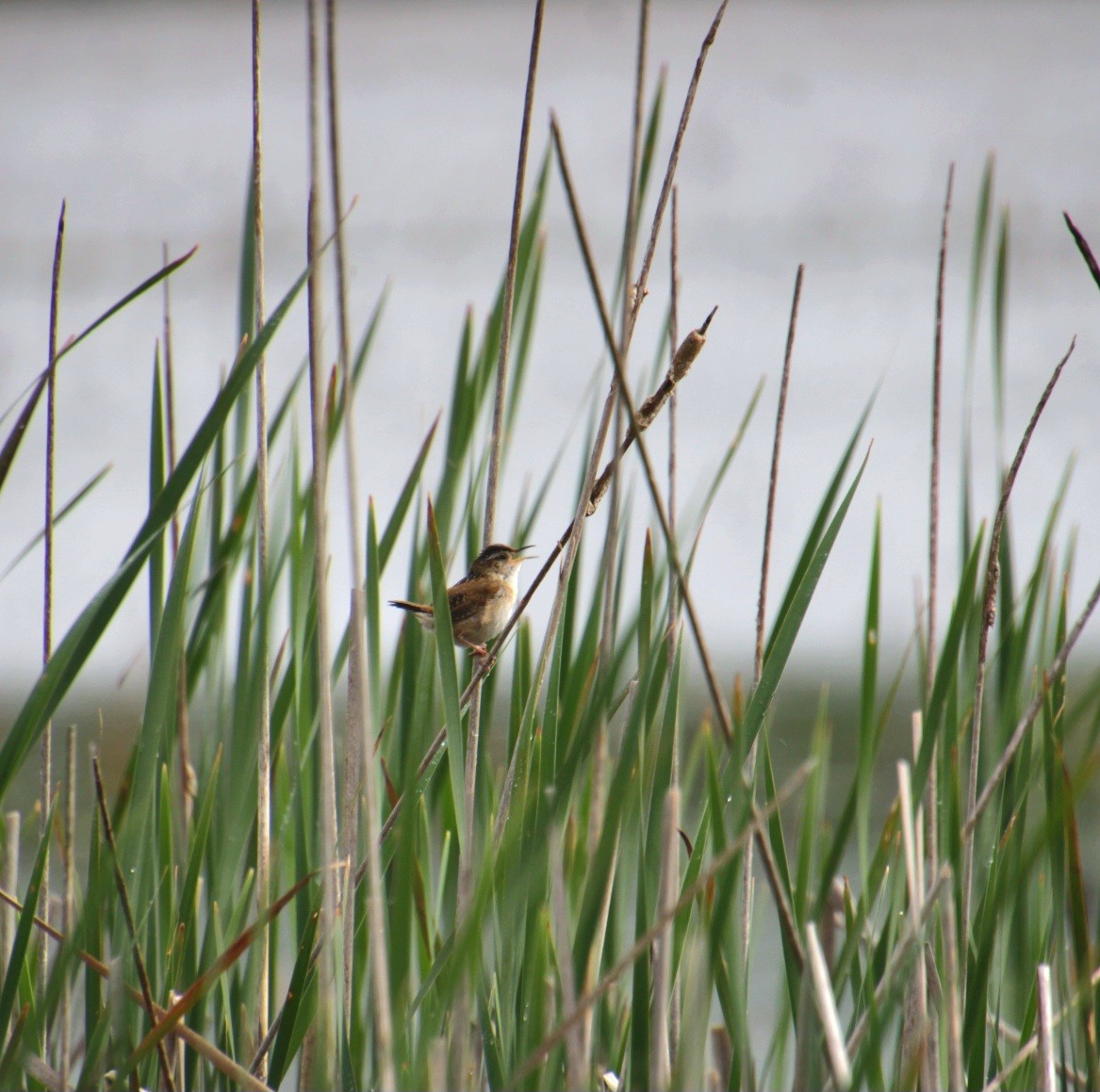 Marsh Wren (palustris Group) - ML638624606