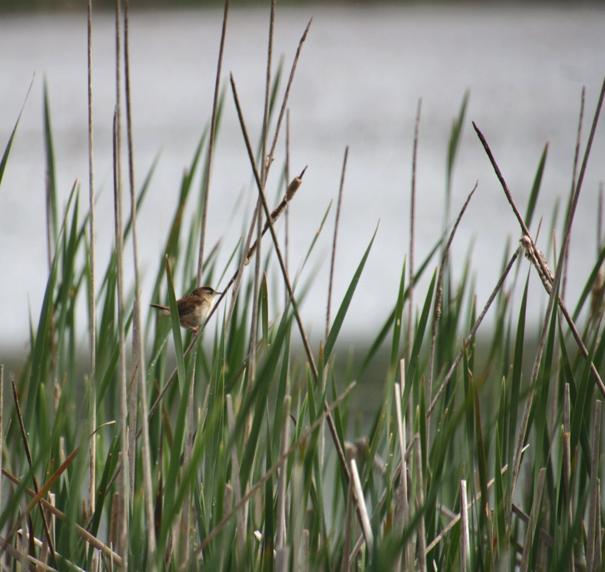 Marsh Wren (palustris Group) - ML638624607