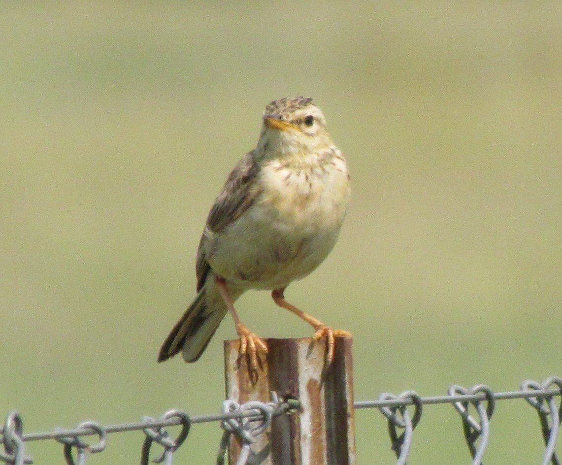 African Pipit - ML638624611