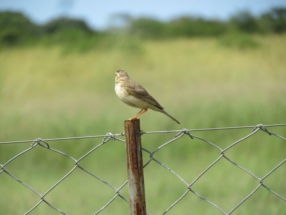 African Pipit - ML638624612