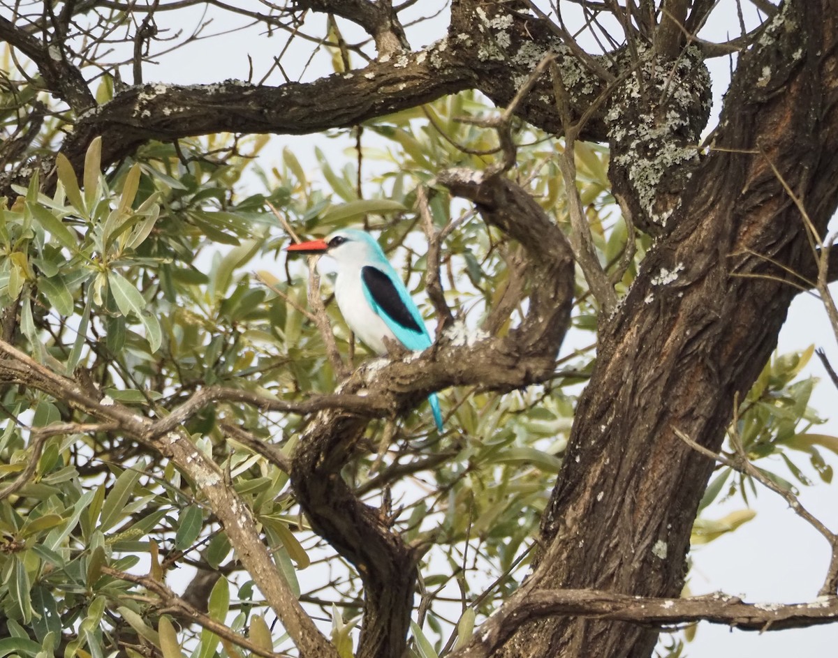 Woodland Kingfisher - ML638624619