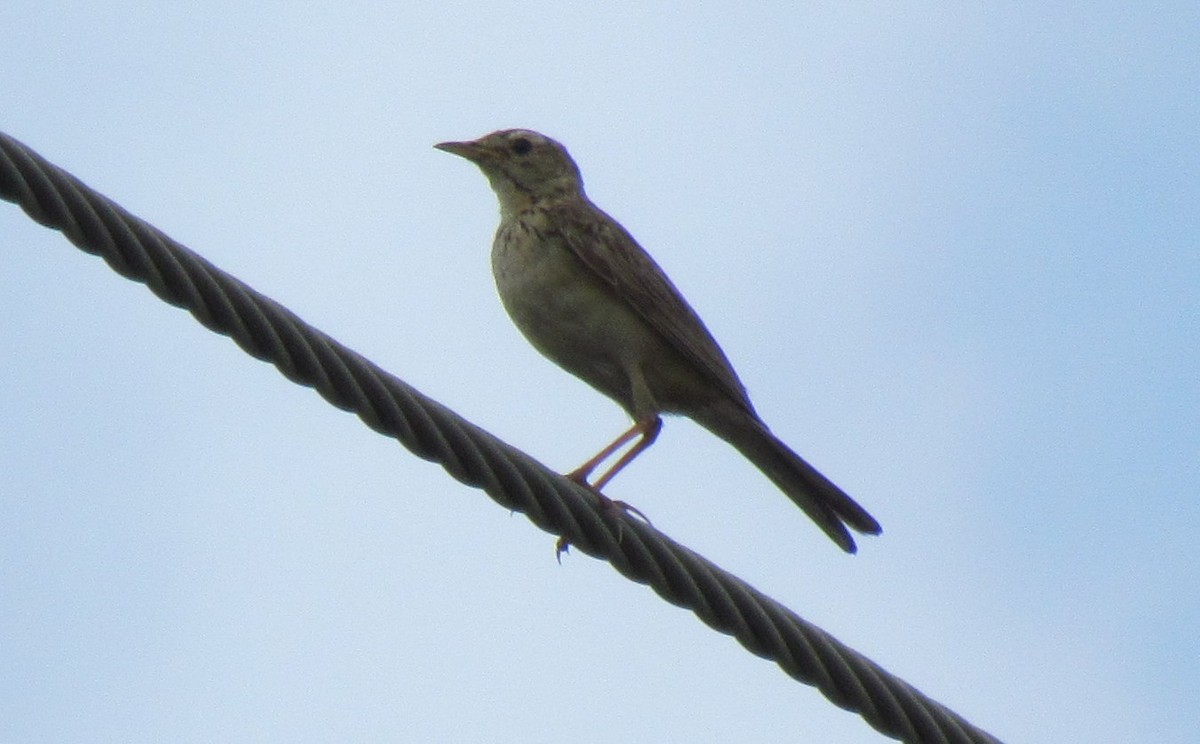 African Pipit - ML638624642