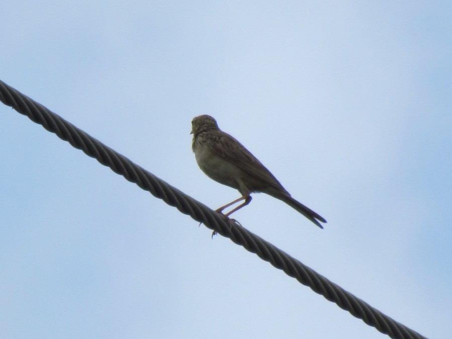 African Pipit - ML638624643