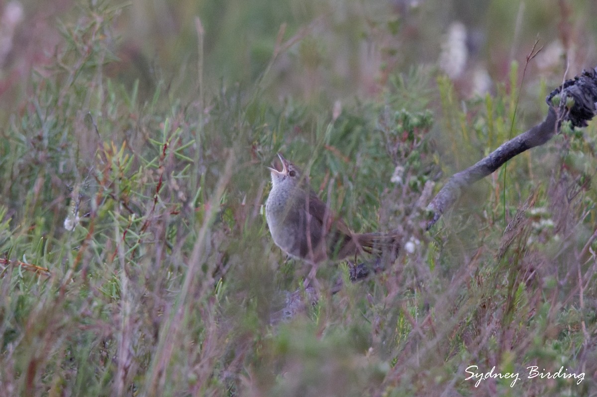 Eastern Bristlebird - ML638624662