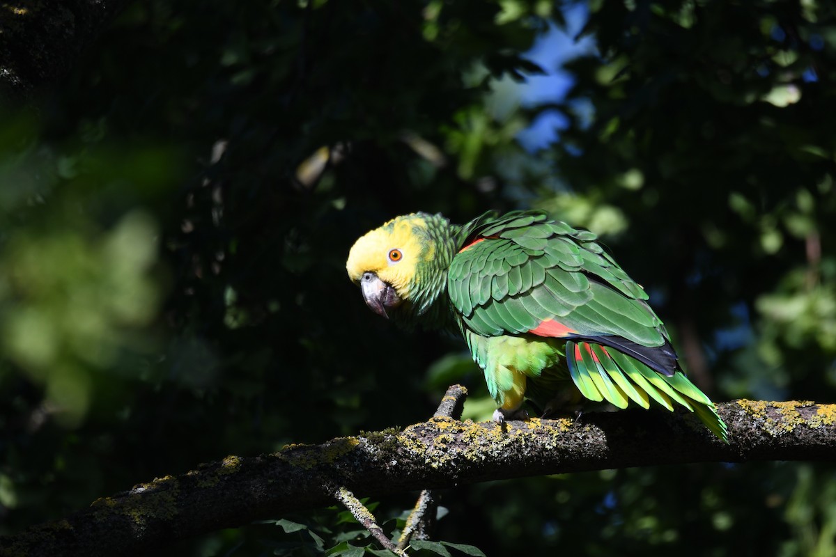 amazoňan zlatohlavý - ML638624740