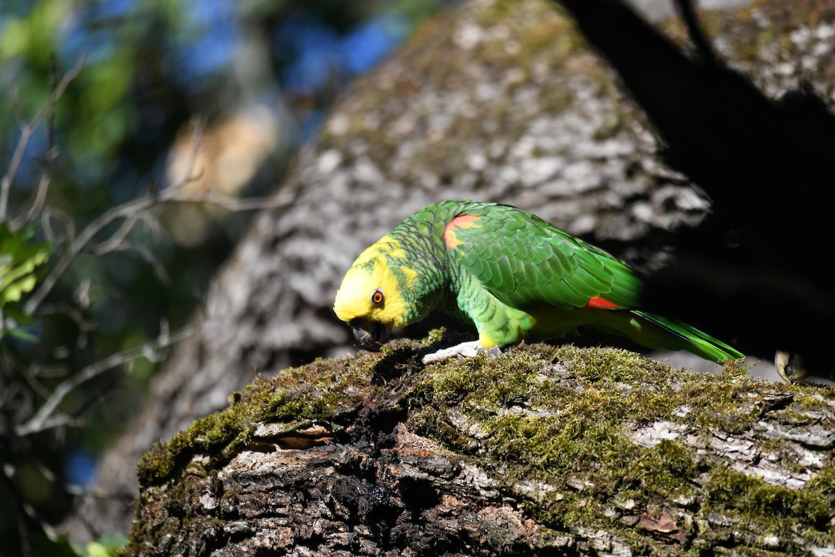 amazoňan zlatohlavý - ML638624741