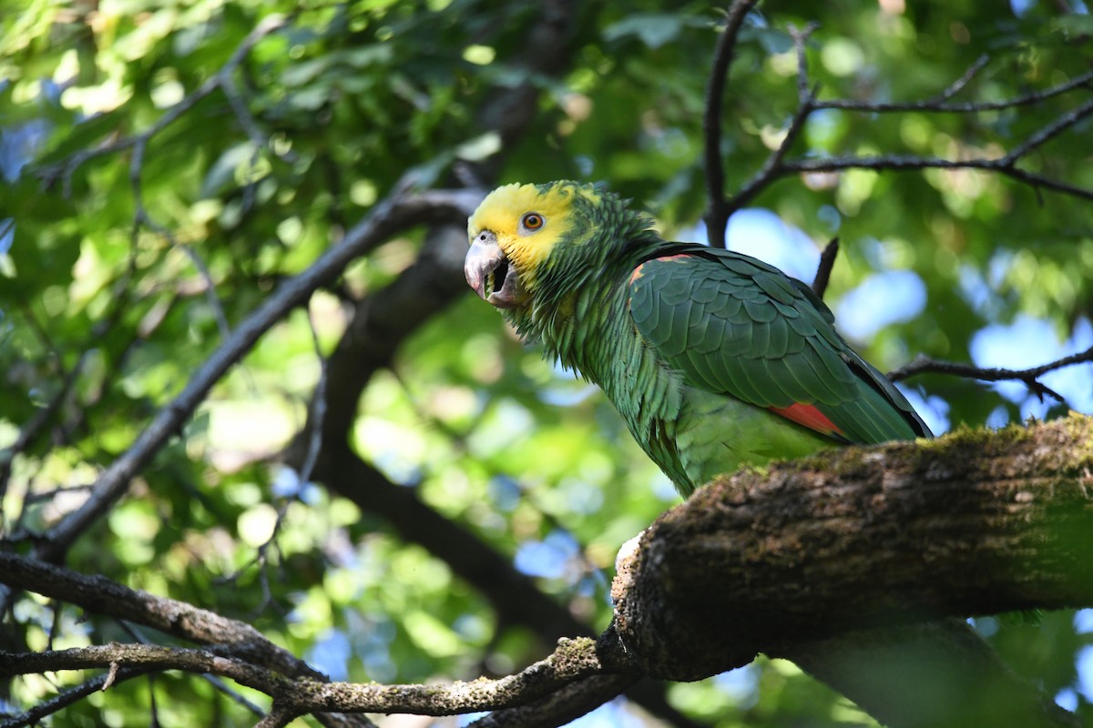 amazoňan zlatohlavý - ML638624748