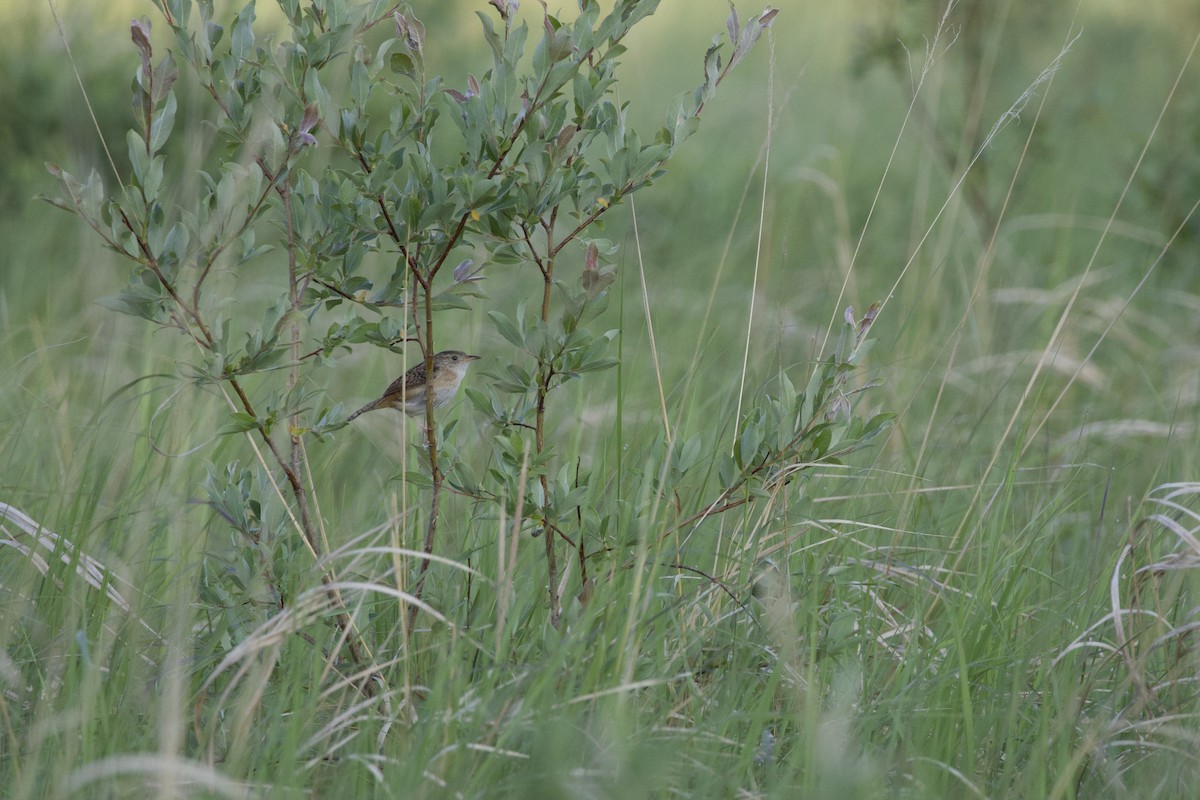Sedge Wren - ML638624767
